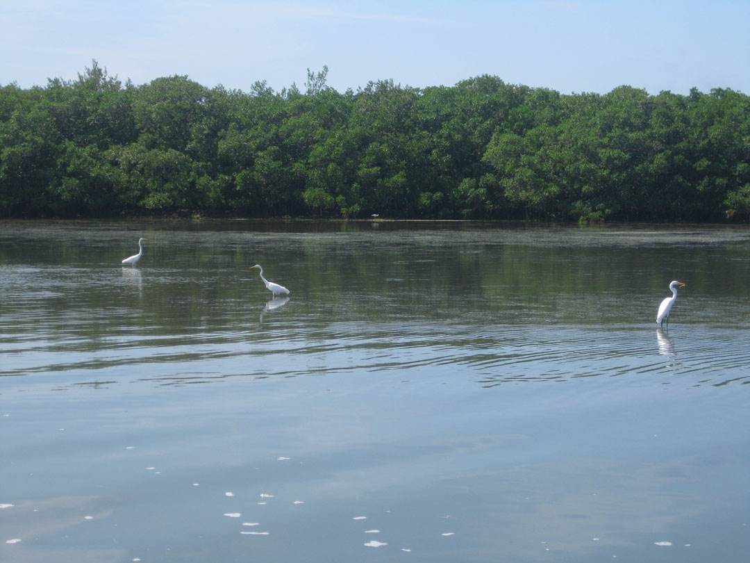 Honeymoon and Caladesi Island Two Islands like Paradise travelspotting